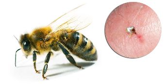 Sastāvā Hondrostrong ietilpst bišu inde, kas uzlabo vielmaiņas procesus audos